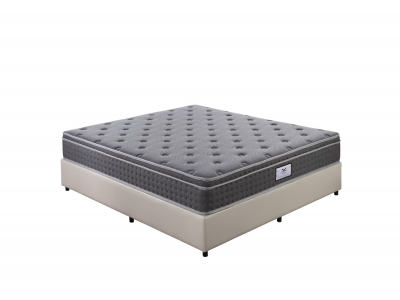 老人系列- 竹柏